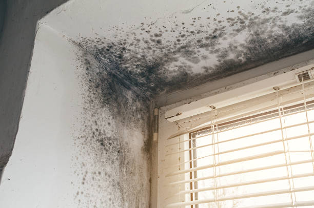 Affordable Mold Cleanup solutions in Fairfax, VA
